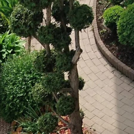 Angel's Nest * Komenda