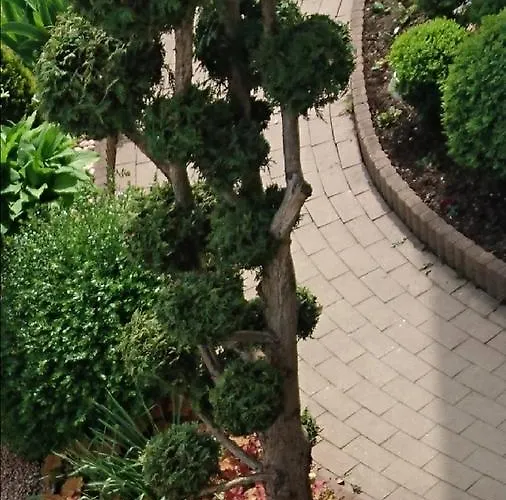 Angel's Nest * Komenda