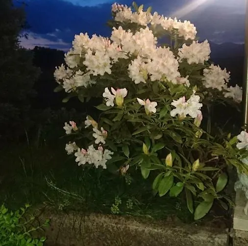 Lejlighed Angel's Nest